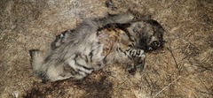 Hyaena hyaena