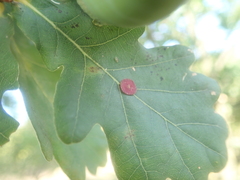 Neuroterus albipes