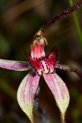 Caladenia fulva