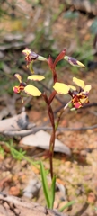 Diuris calcicola