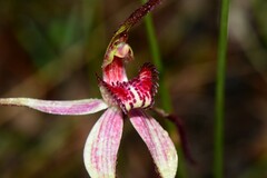 Caladenia fulva