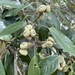 Quercus delavayi - Photo (c) linlin_cn,  זכויות יוצרים חלקיות (CC BY-NC)