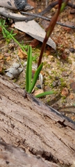 Diuris calcicola