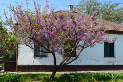 Cercis