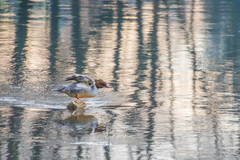 Mergus merganser merganser