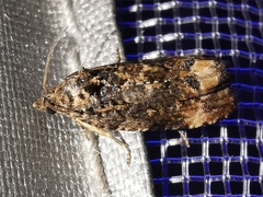 Endothenia oblongana