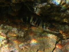 Serranus scriba