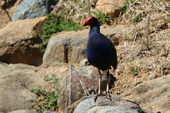 Porphyrio melanotus melanotus