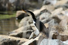 Microcarbo melanoleucos