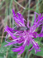 Adelphocoris seticornis