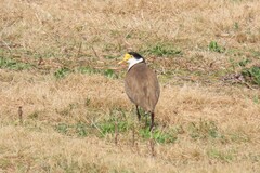 Vanellus miles novaehollandiae