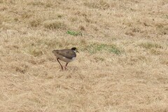 Vanellus miles novaehollandiae