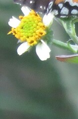 Bidens pilosa