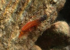 Tripterygion melanurus