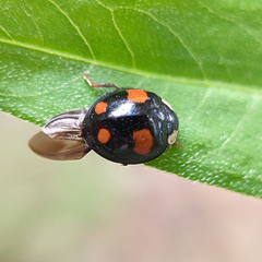 Harmonia axyridis