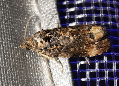 Endothenia oblongana