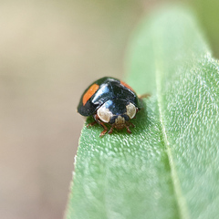 Harmonia axyridis
