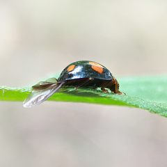 Harmonia axyridis