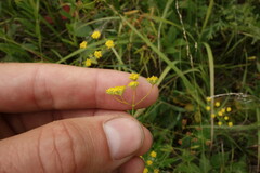 Bupleurum