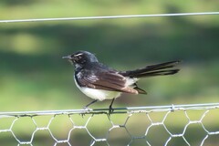 Rhipidura leucophrys