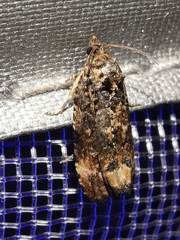 Endothenia oblongana