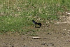 Rhipidura leucophrys