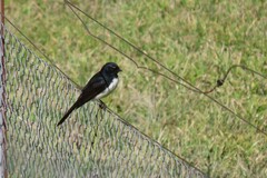 Rhipidura leucophrys