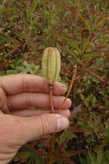 Lilium pensylvanicum
