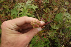 Lilium pensylvanicum