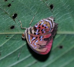 Paralaxita