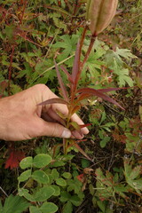Lilium pensylvanicum