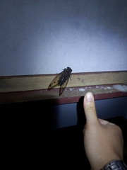 Cicadoidea