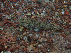 Gobius geniporus