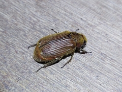 Scarabaeidae