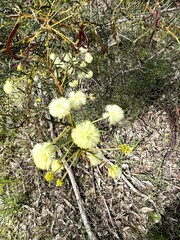 Acacia aculeatissima