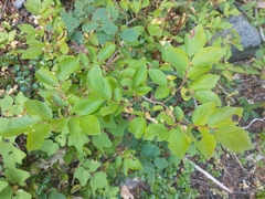 Vaccinium coccineum