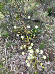 Acacia aculeatissima