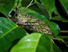 Gonocephalus bornensis