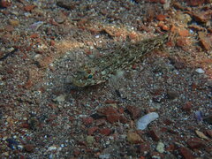 Gobius geniporus