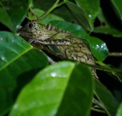 Gonocephalus bornensis