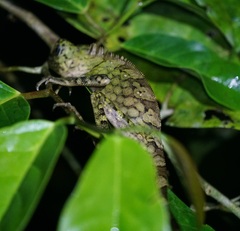 Gonocephalus bornensis