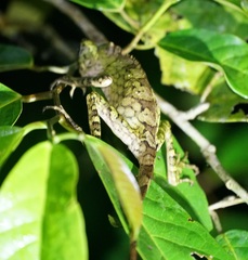 Gonocephalus bornensis