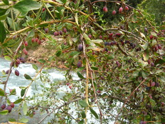 Berberis sphaerocarpa