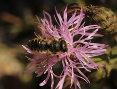 Megachile centuncularis