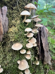 Kuehneromyces mutabilis