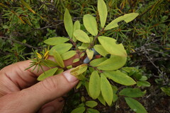 Lonicera caerulea