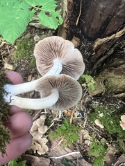 Kuehneromyces mutabilis