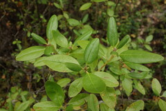 Rhododendron dauricum