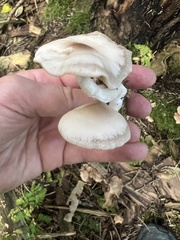 Kuehneromyces mutabilis