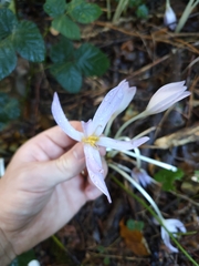 Colchicum autumnale